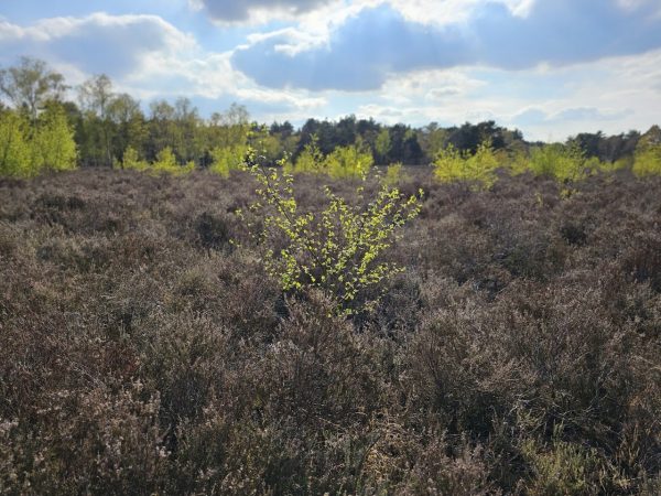 Woking Trails