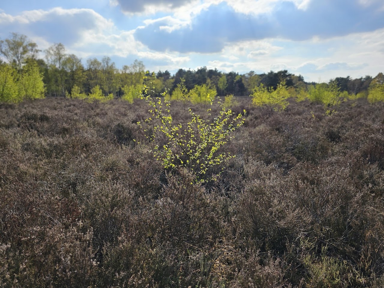 Woking Trails
