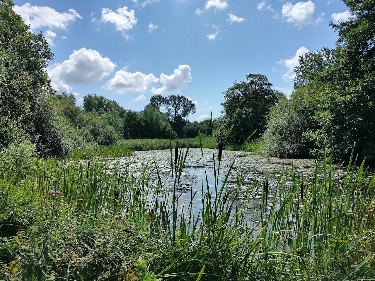 Woods Mill Nature Reserve