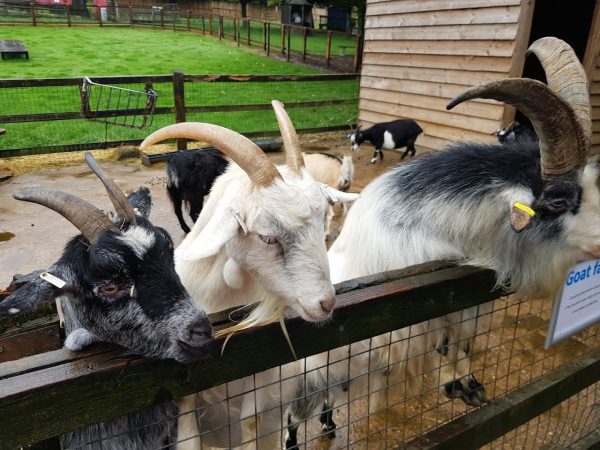 Woodside Animal Farm