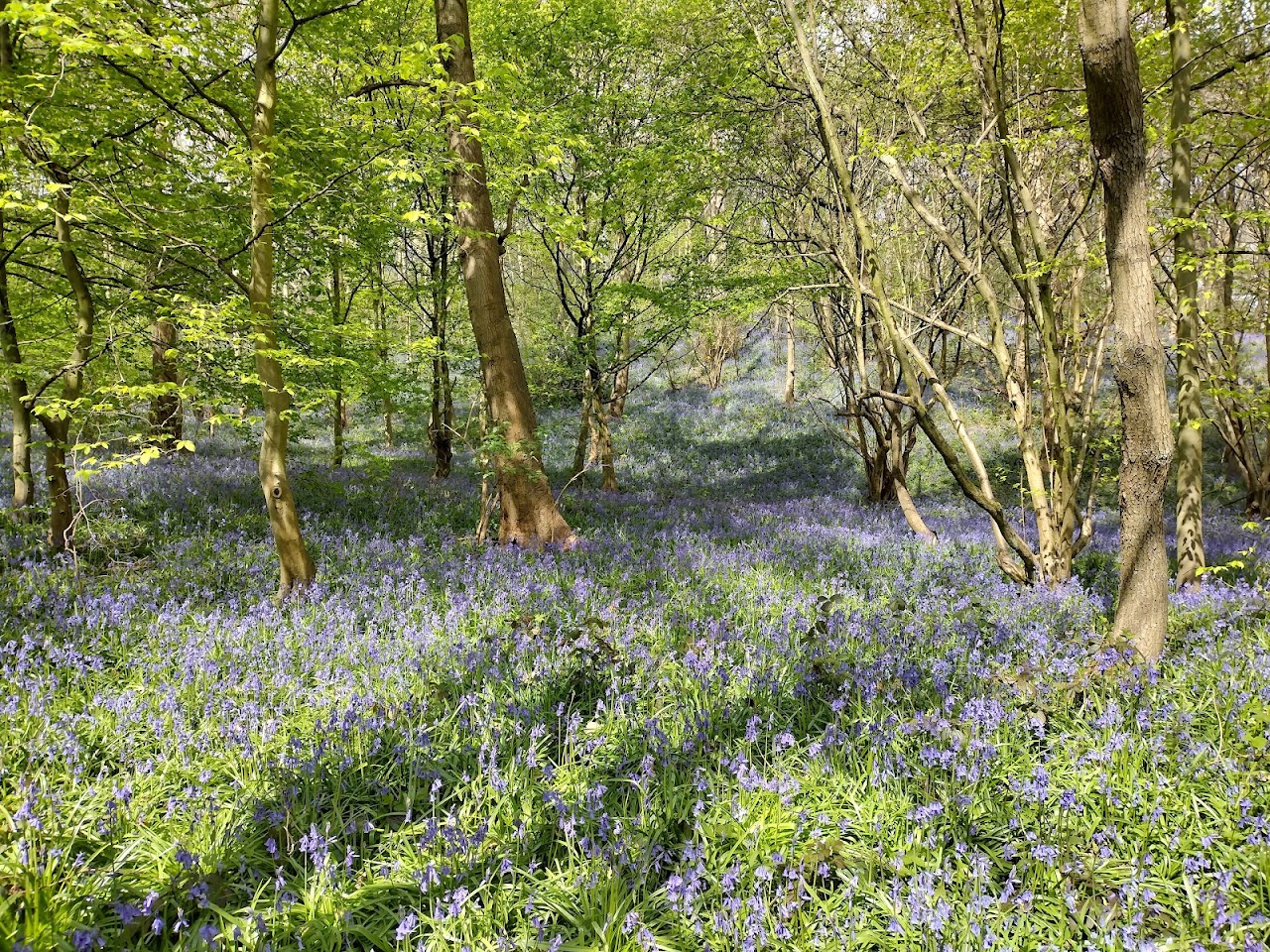 Woolley Woods