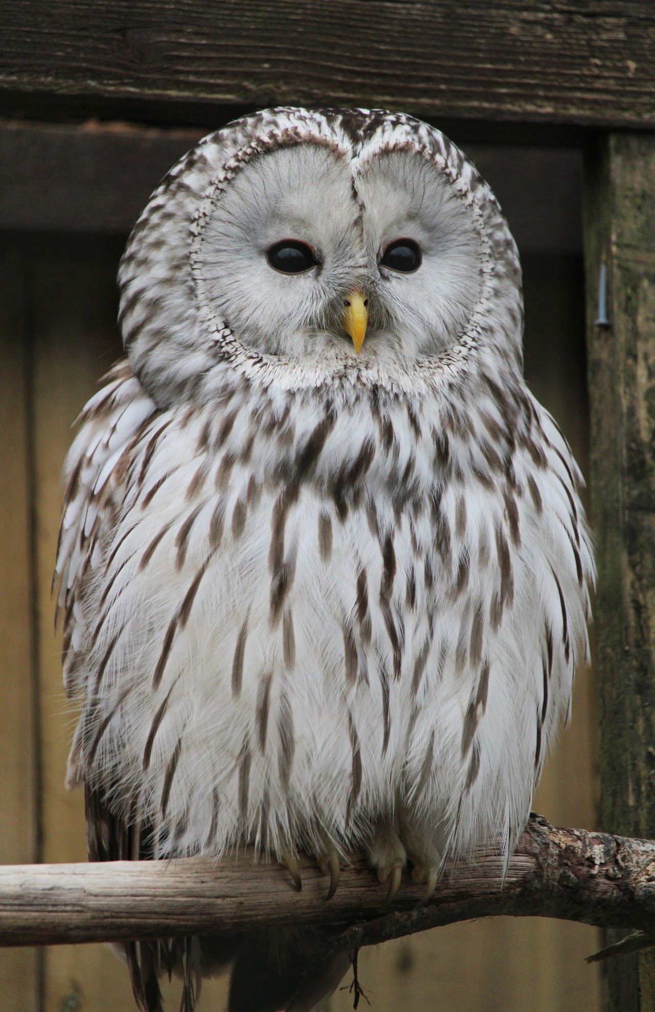 World of Owls