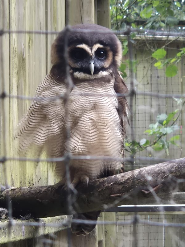 World of Owls