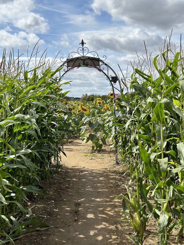Writtle Maize Maze