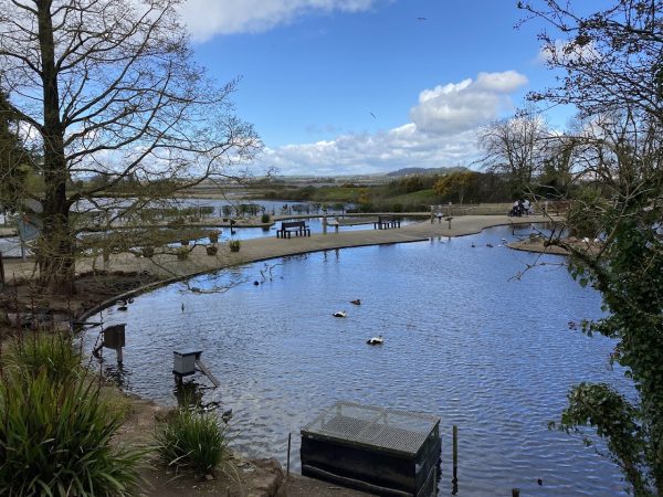 WWT Castle Espie