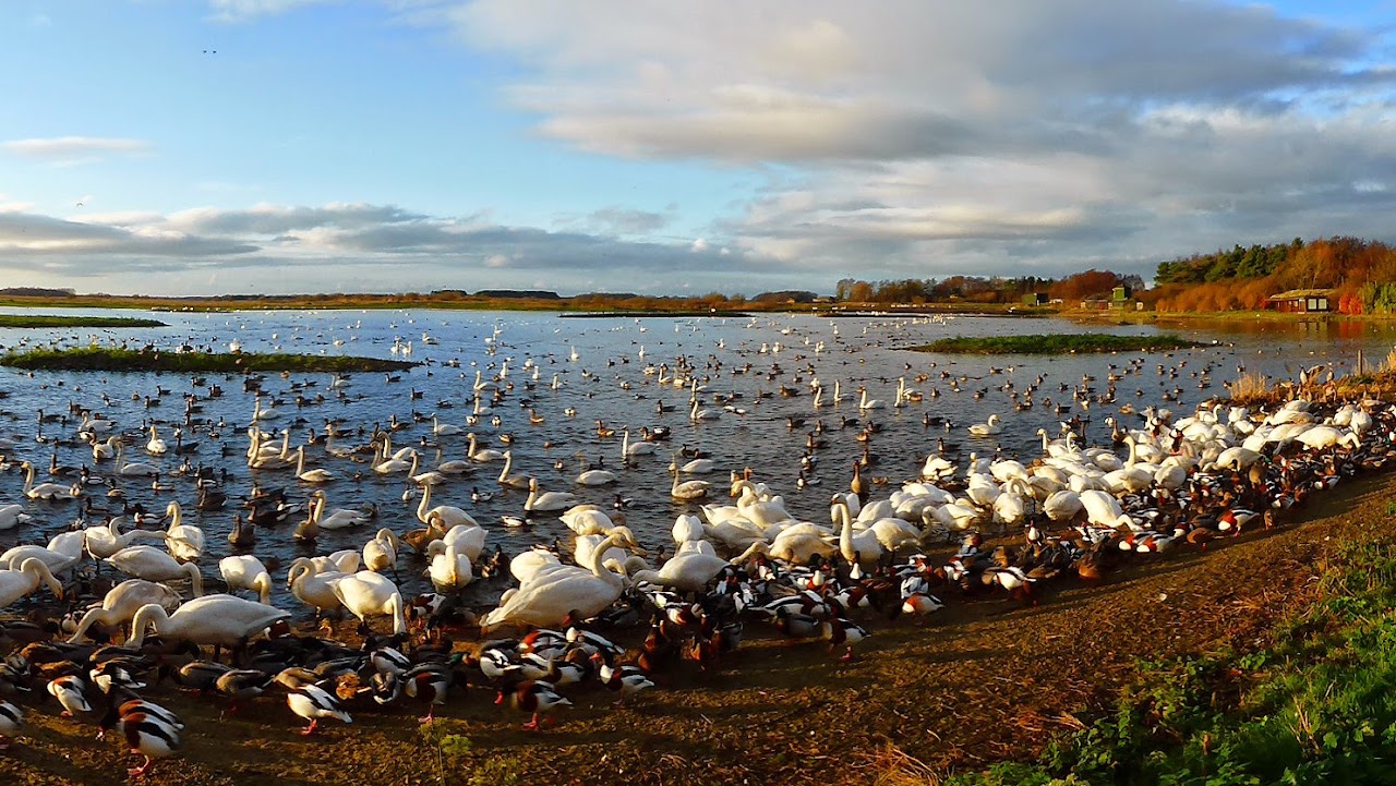 WWT Martin Mere Wetland Centre