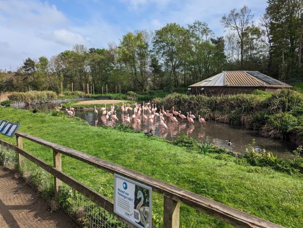 WWT Washington Wetland Centre