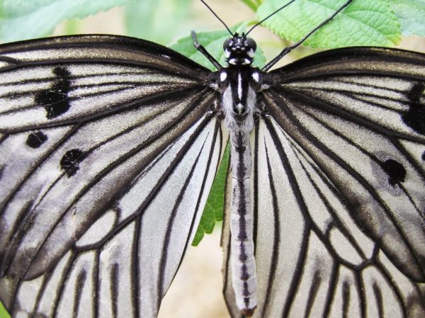Wye Valley Butterfly Zoo