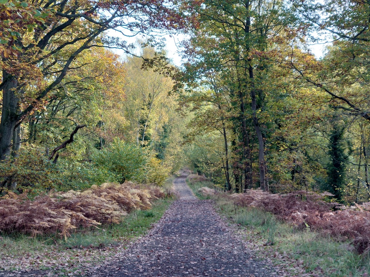 Wyre Forest