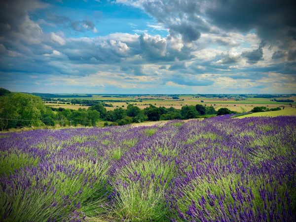 Yorkshire Lavender