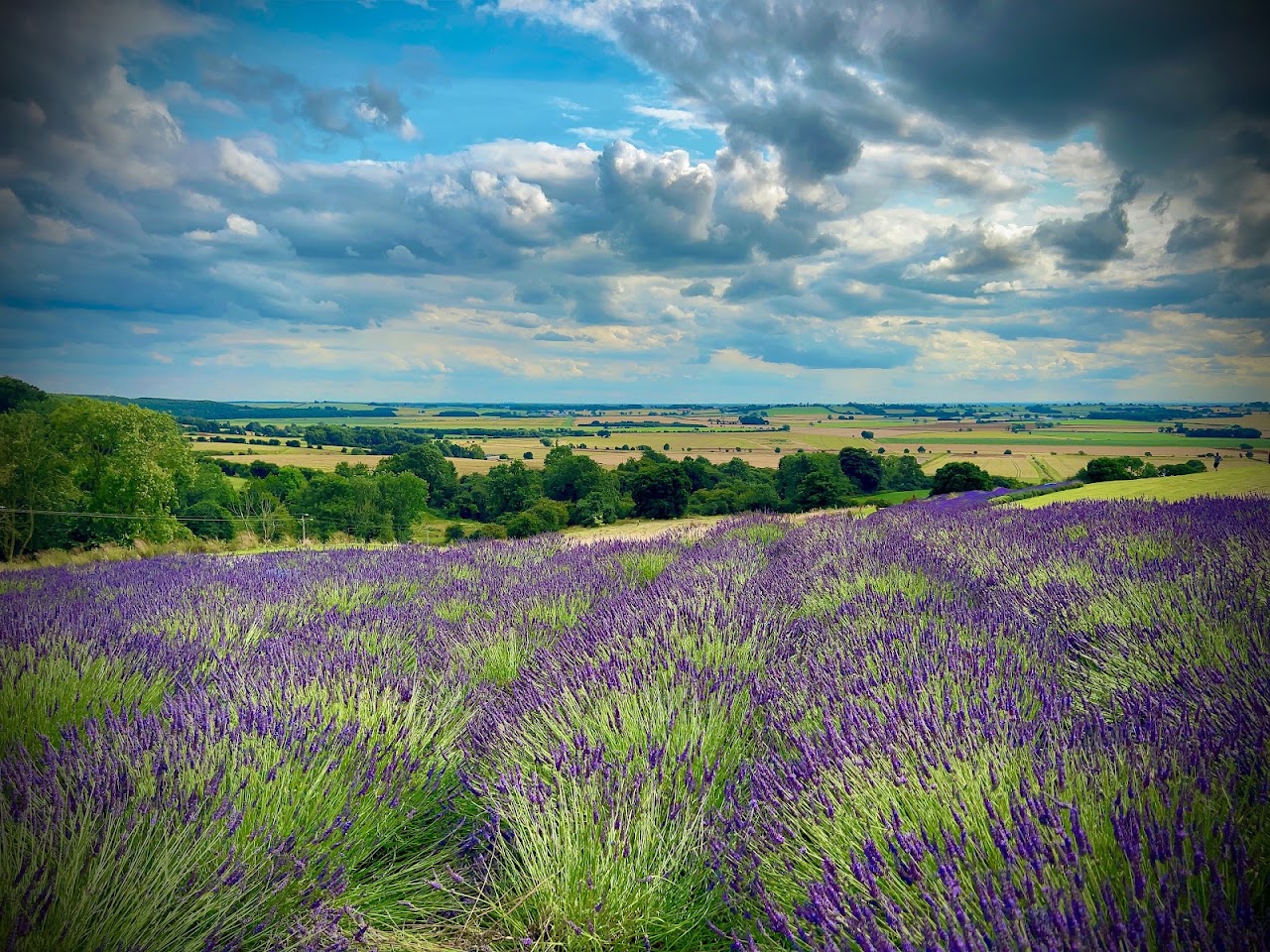 Yorkshire Lavender