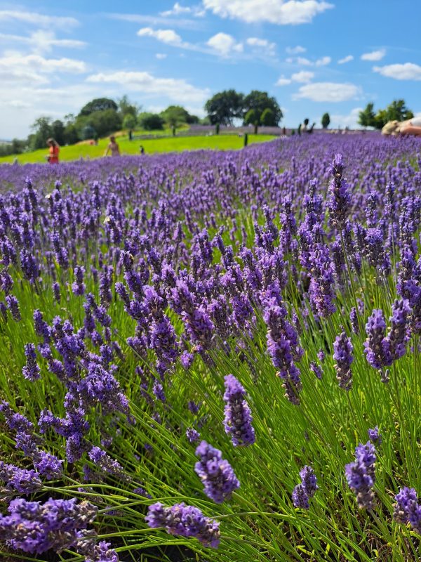 Yorkshire Lavender