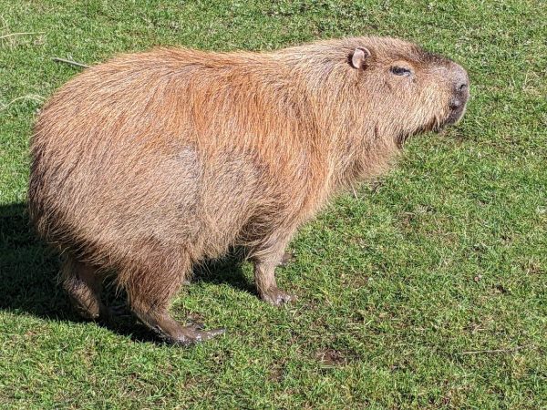 Yorkshire Wildlife Park