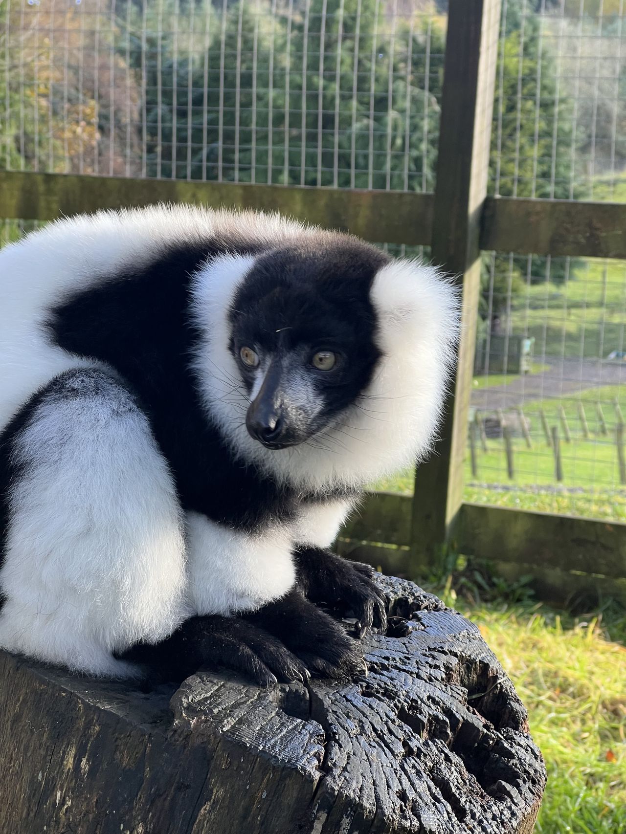 Auchingarrich Wildlife Park
