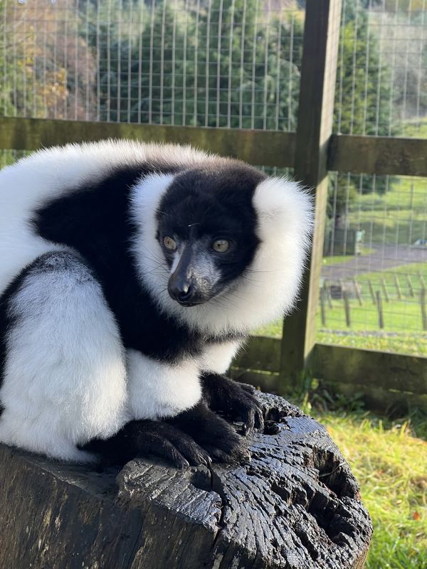 Auchingarrich Wildlife Park