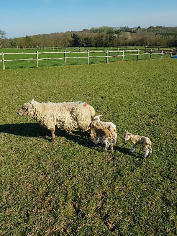 Beechenwood Farm