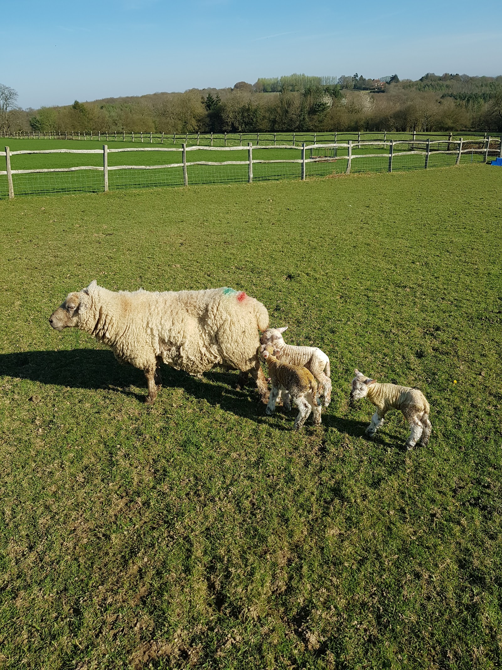 Beechenwood Farm
