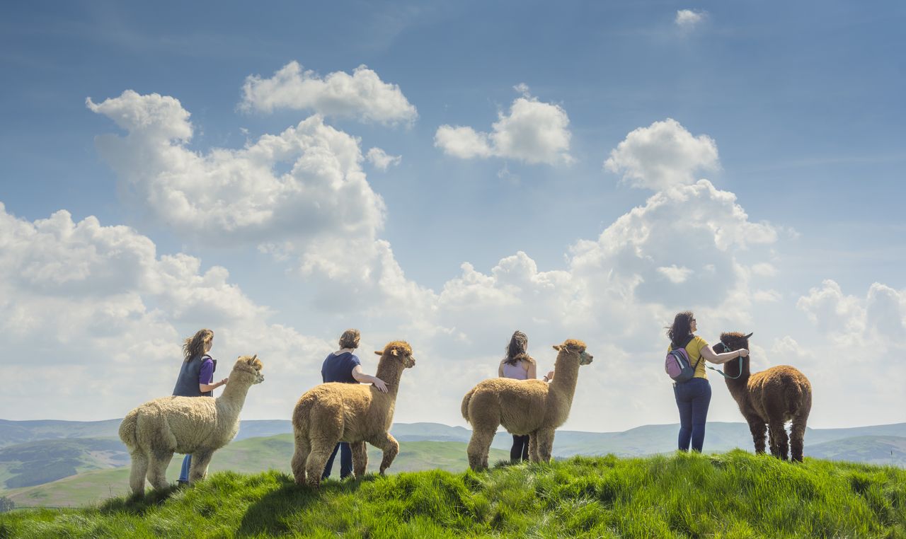 Beirhope Alpacas