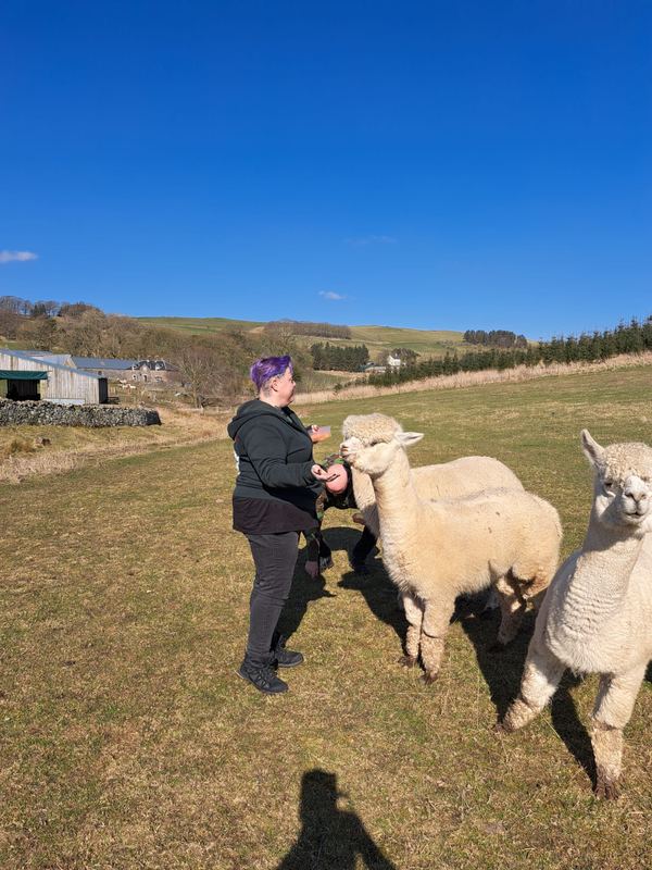 Beirhope Alpacas