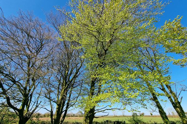 Blackmoor Farm