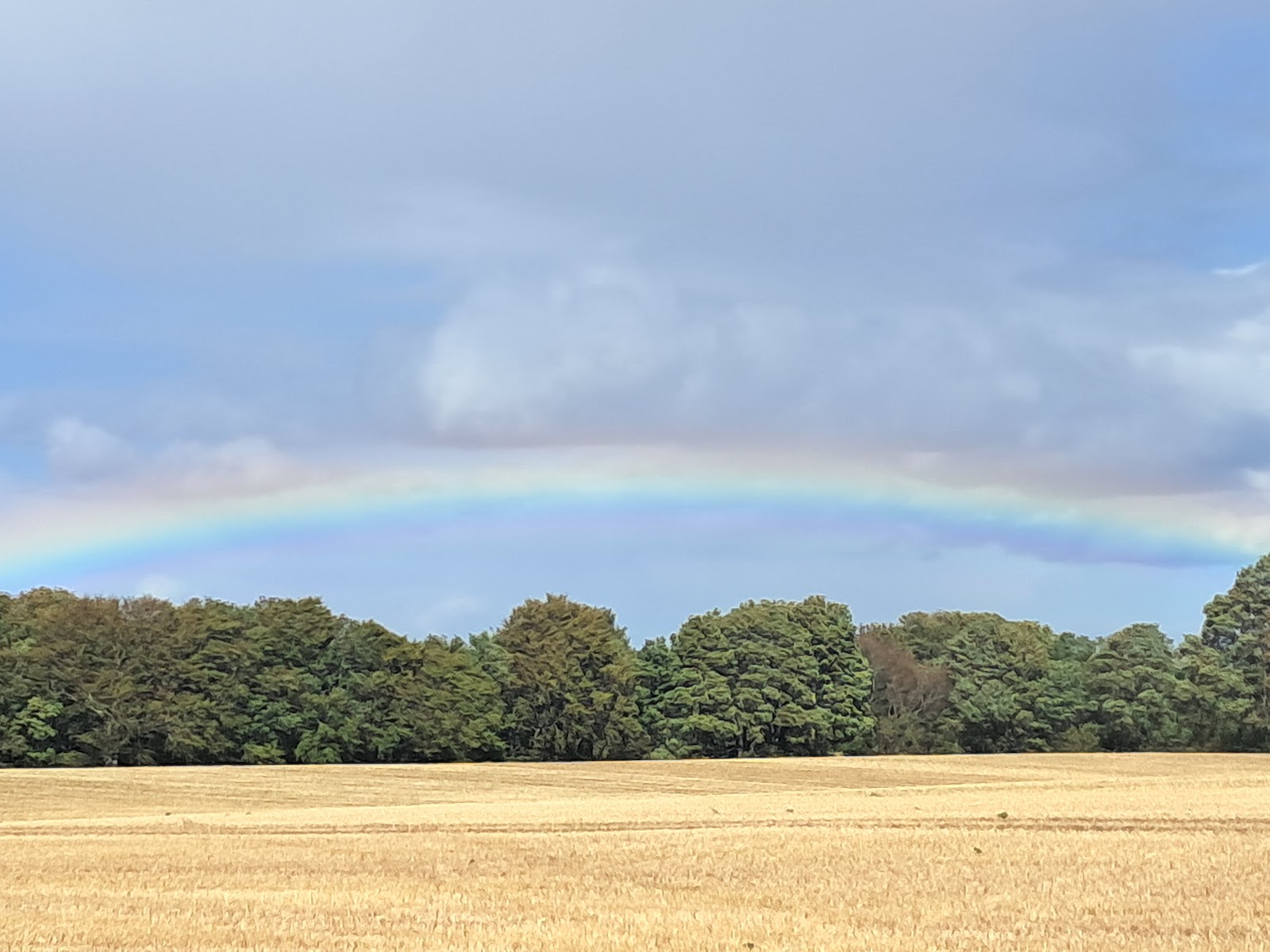Blinkbonny Wood