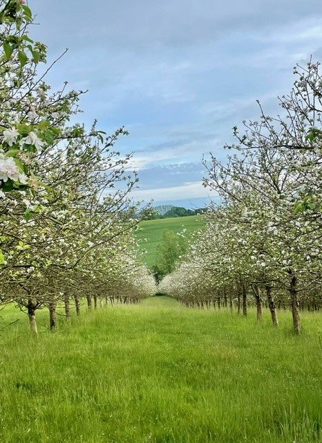 Bowhayes Farm Camping and Glamping