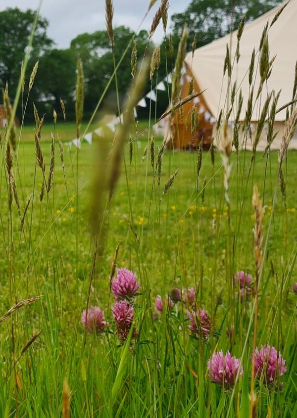 Buckland Farm Camping