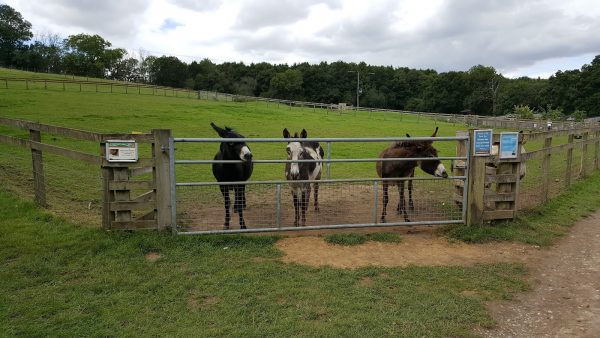 Bucklebury Farm & Deer Safari Park