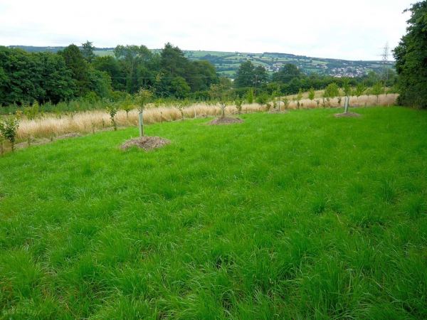 Butcombe New Wood