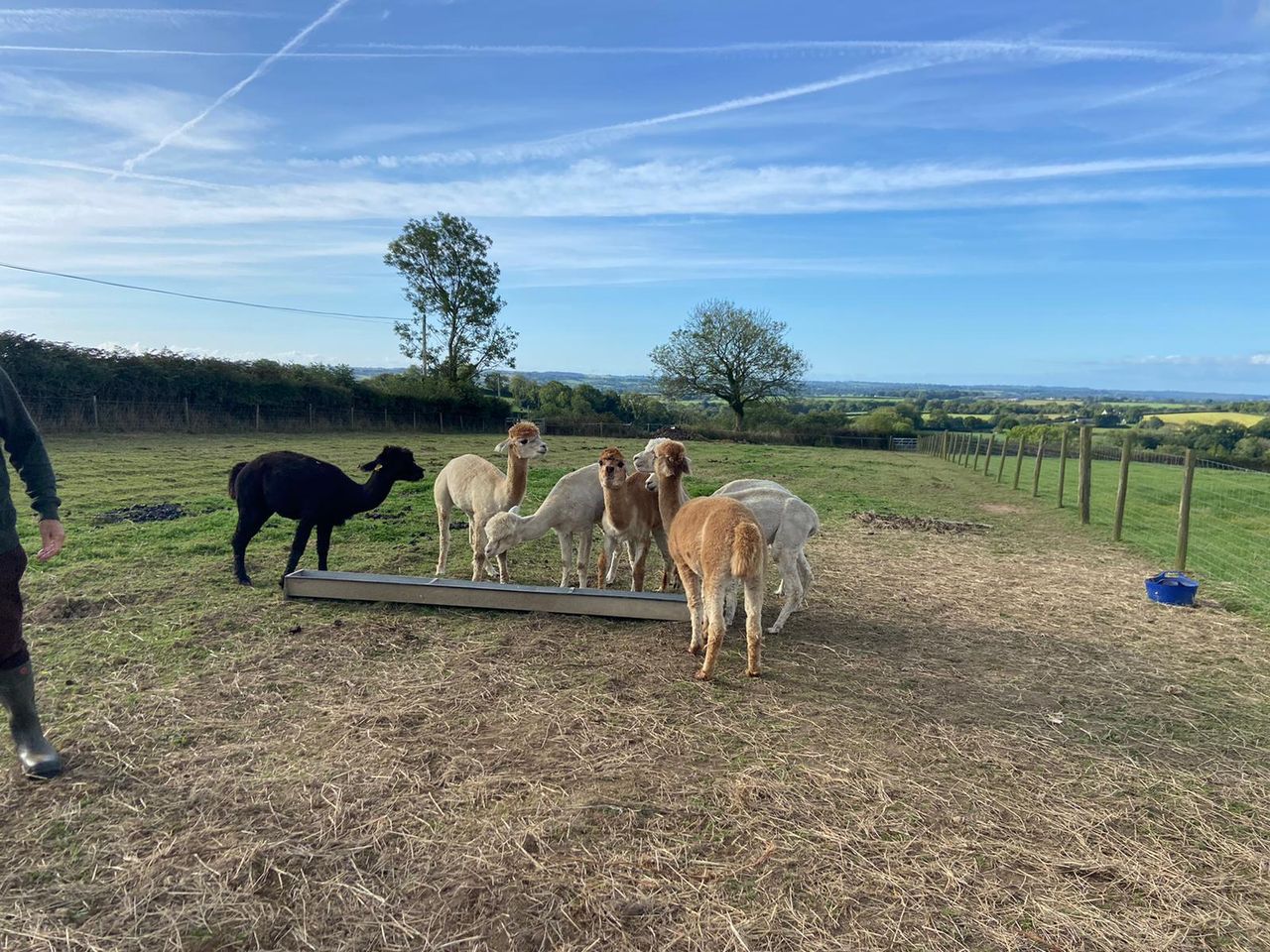 Bybrook Alpacas