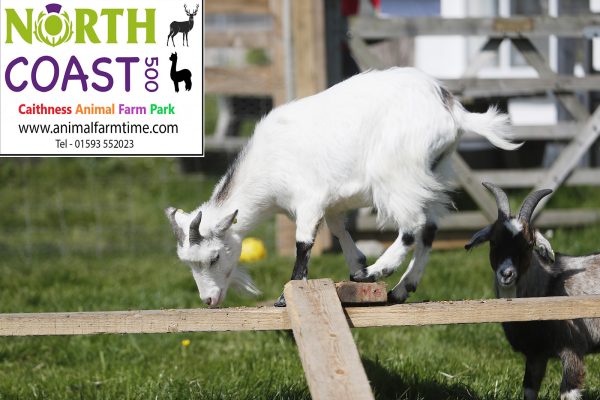Caithness Animal Farm Park