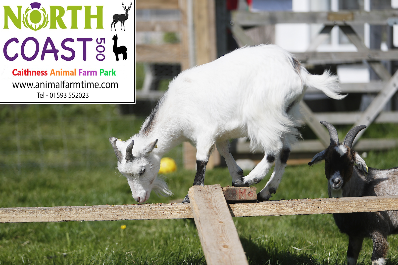 Caithness Animal Farm Park