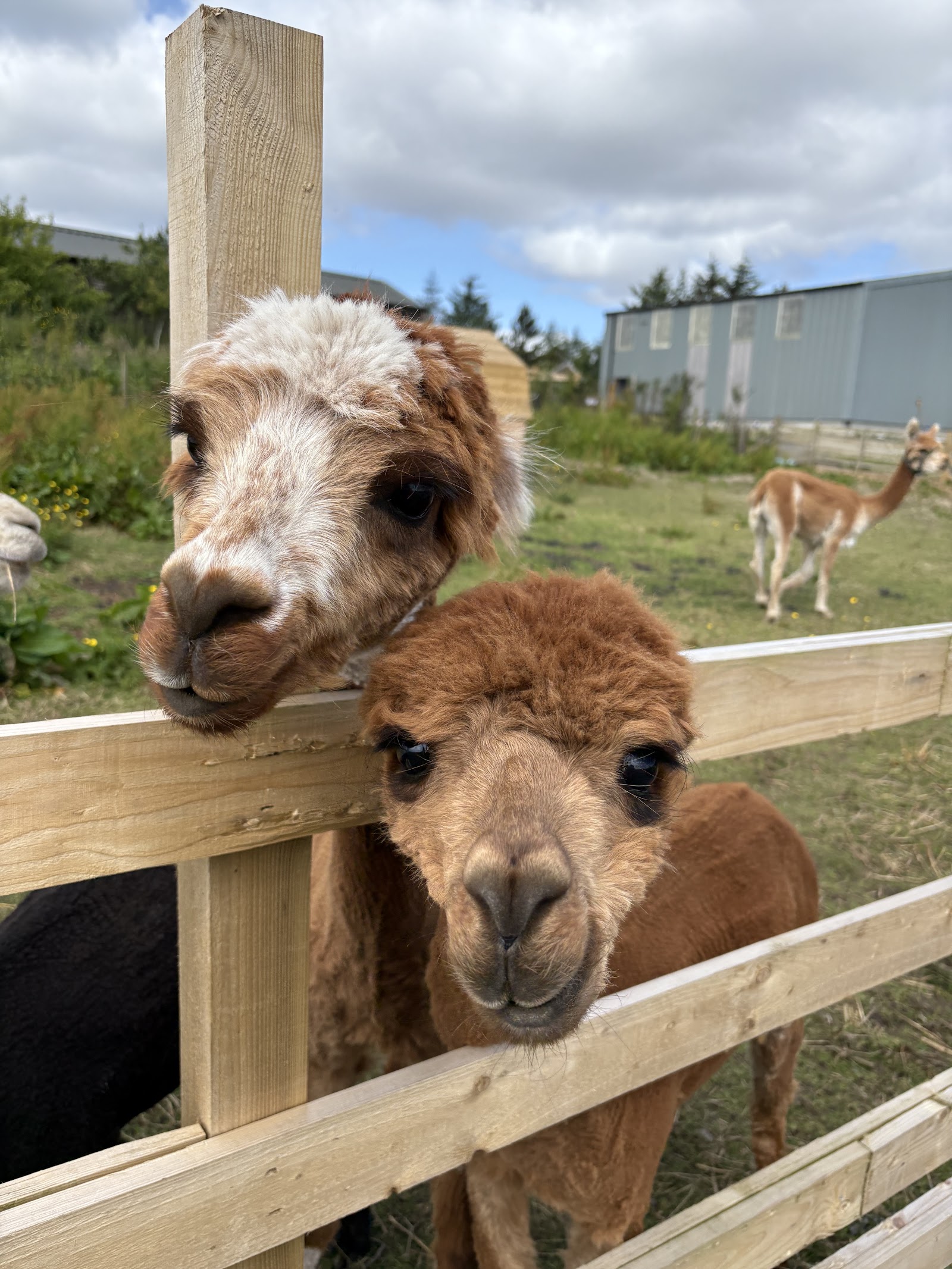 Caithness Animal Farm Park
