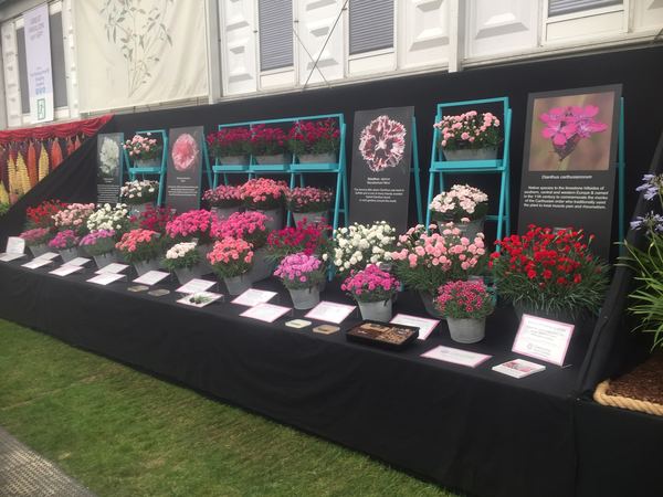 Calamazag Plant Nursery