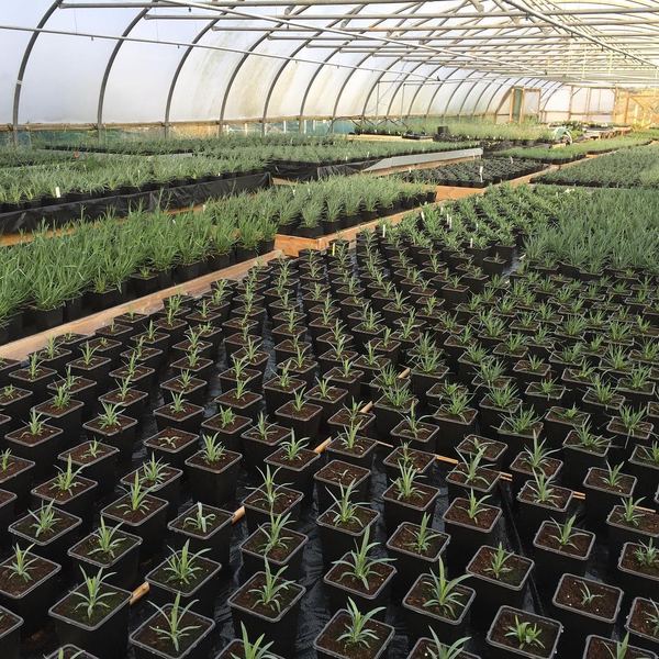Calamazag Plant Nursery
