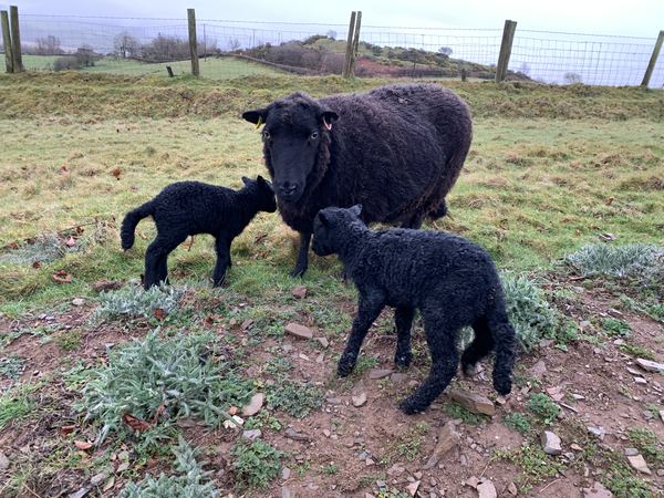 Cambrian View Farm
