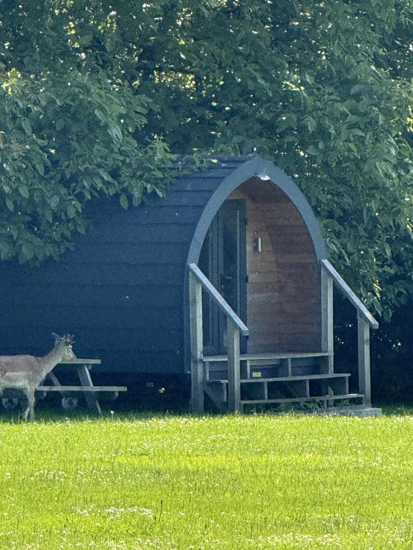 Camp Dartington