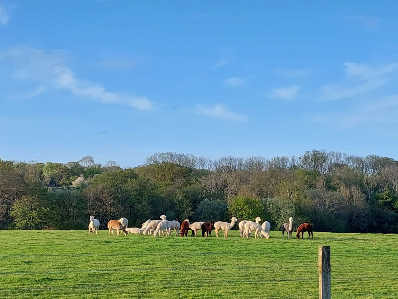 Camping at Tomkins Farm