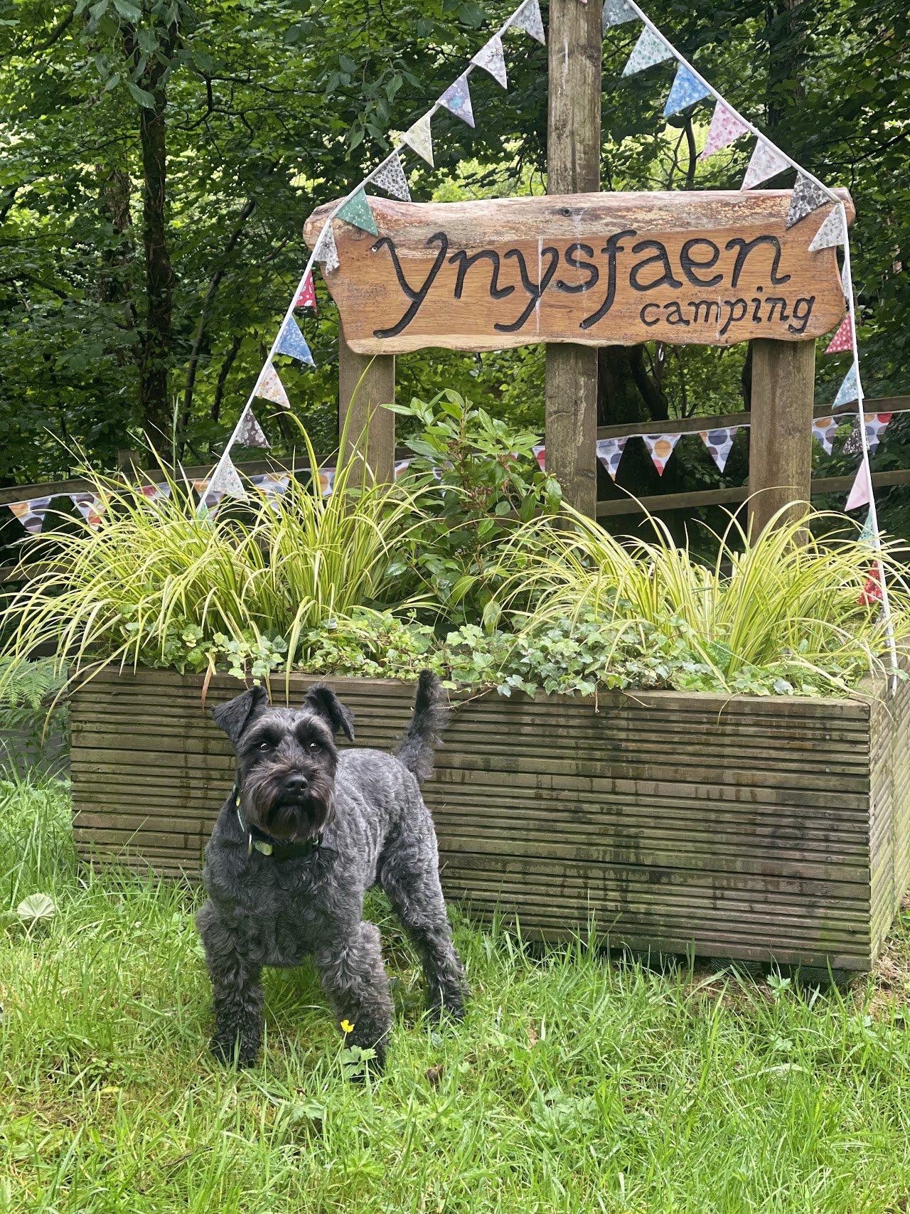 Camping at Ynysfaen