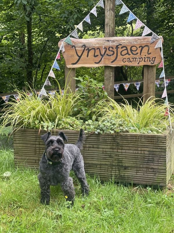 Camping at Ynysfaen