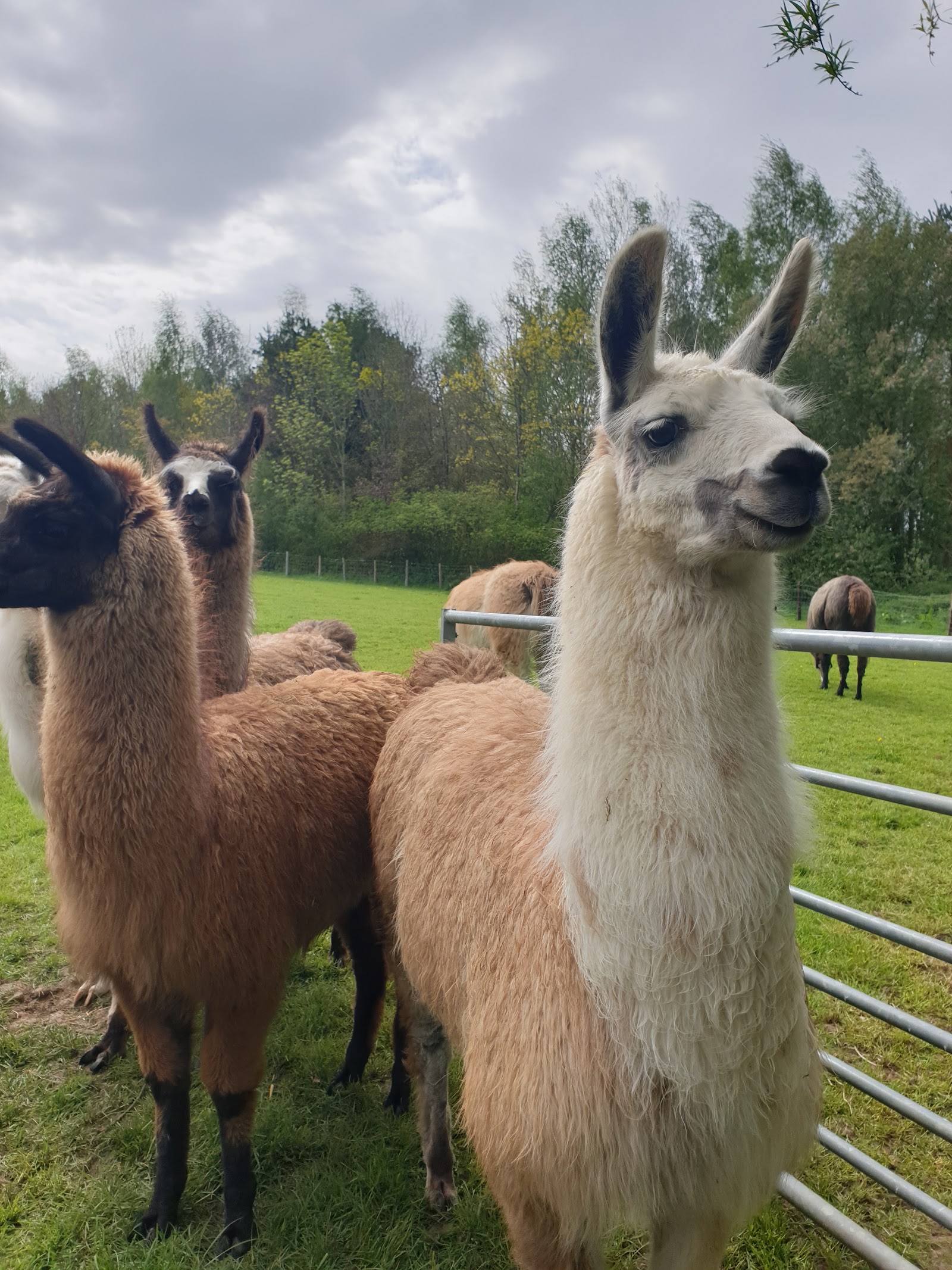 Catanger Llama Farm