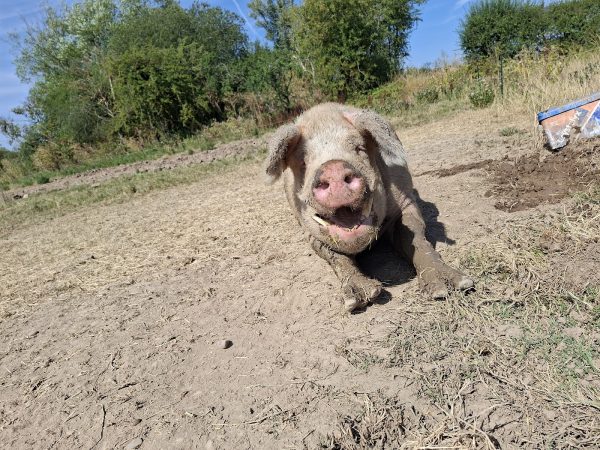 Chaceley Hall Farm