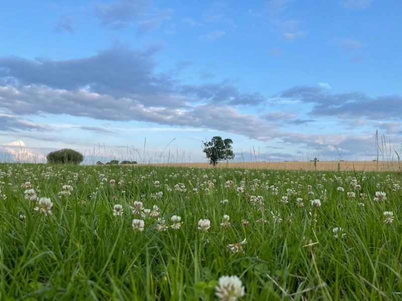 Charlynch Meadow Camping