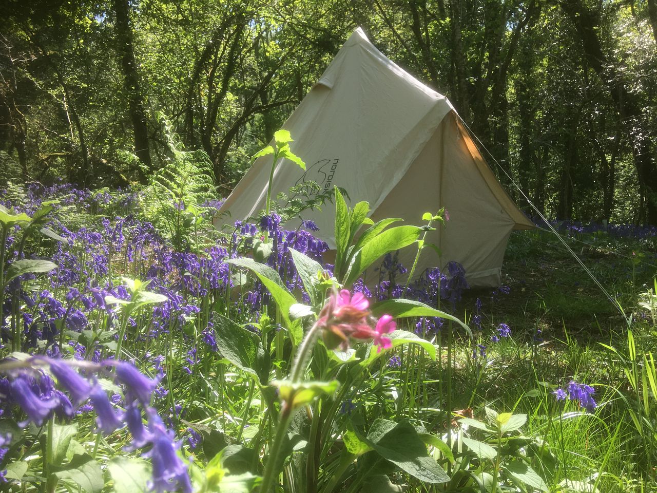 Cilrath Wood Camping