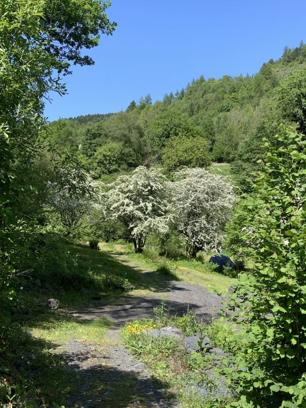 Coed Esgair Las Blue Ridge Woods Wildcamp