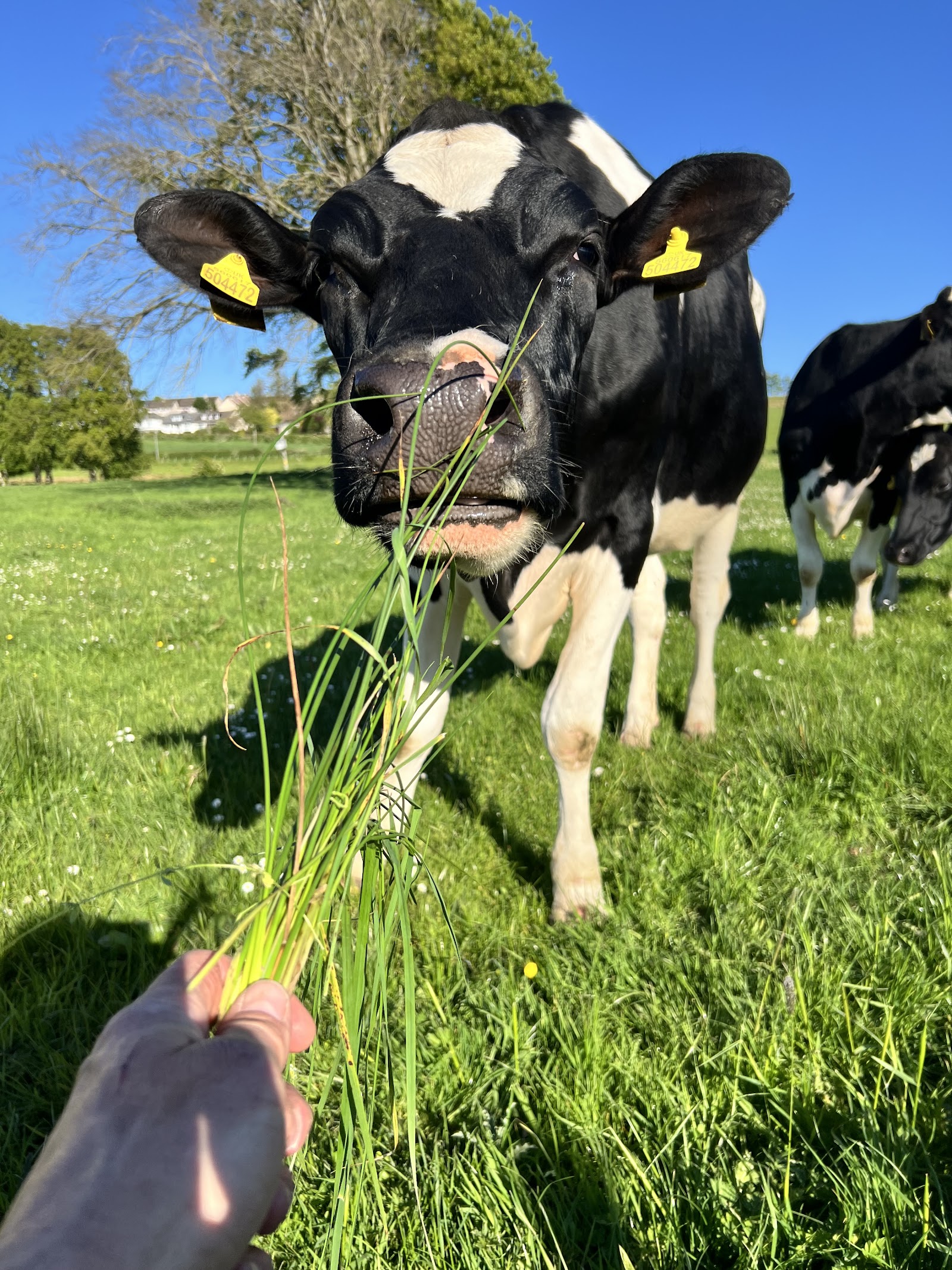 Collierhall Farm