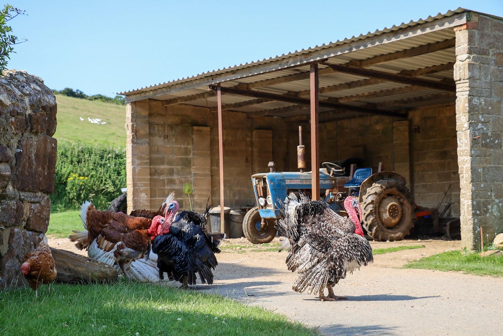 Compton Farm