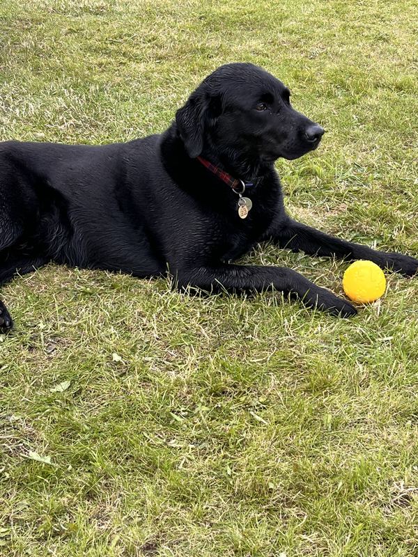 Cool K9