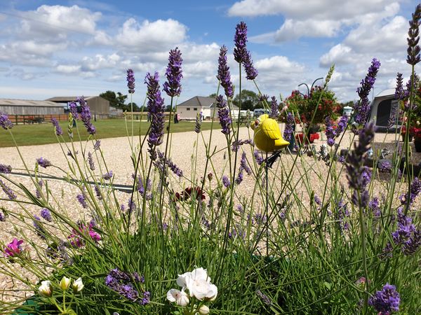 Cornish Farm Touring Park