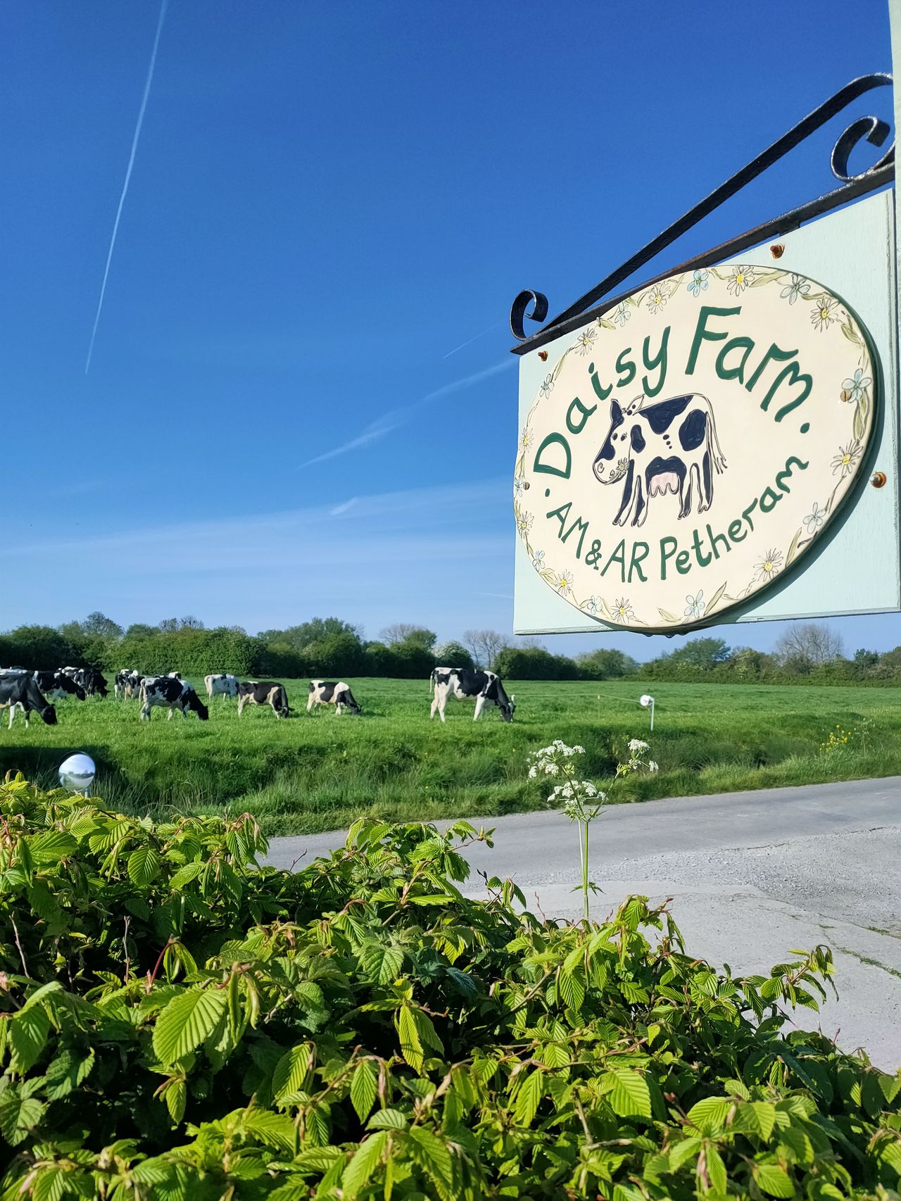 Daisy Farm